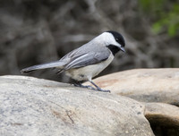 Carolina Chickadee 02