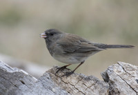 Junco