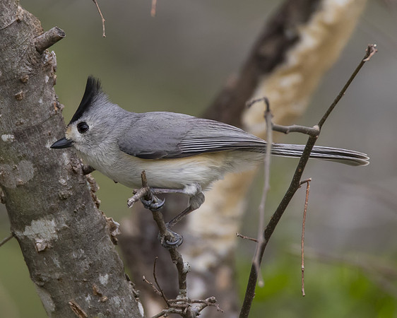 Black Crested Titmouse 01