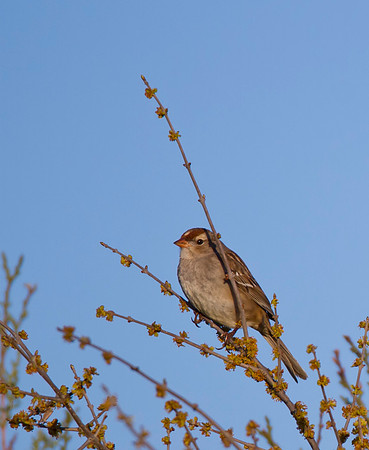 White Crowned Sparrow Immature 01