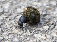 Dung Beetle 02