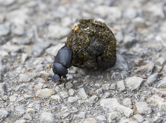 Dung Beetle 02