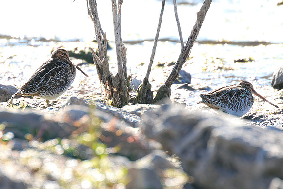 Wilsons_Snipe_01