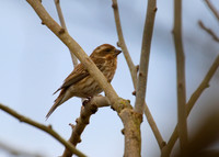 Purple Finch 05