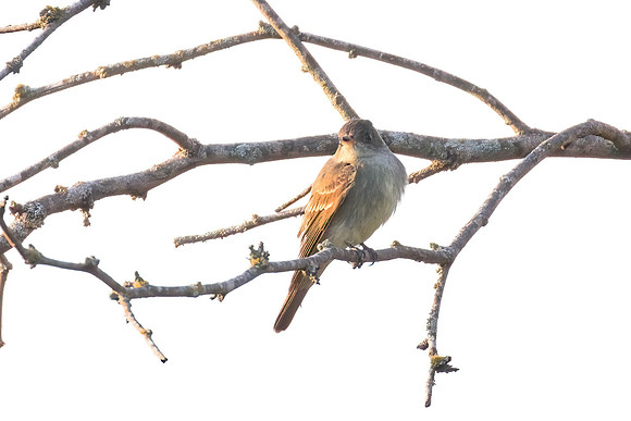 Eastern_Wood_Pewee_03