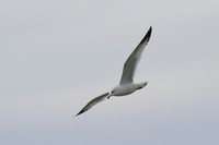 Gull_01