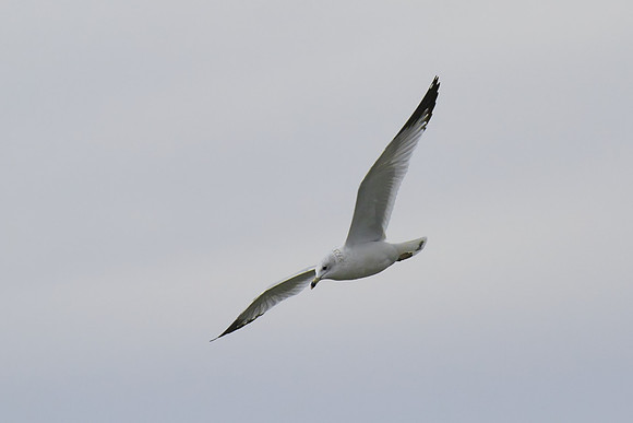 Gull_01