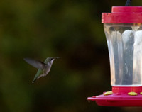 Hummingbird