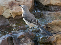 Mocking Bird 03