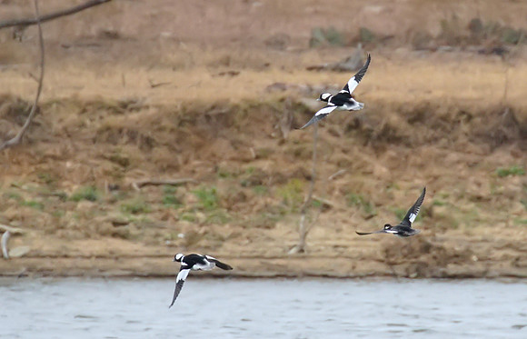 Bufflehead_01