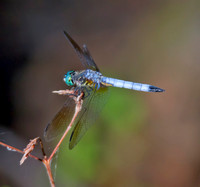 Blue Dasher 02
