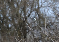 Belted Kingfisher 01