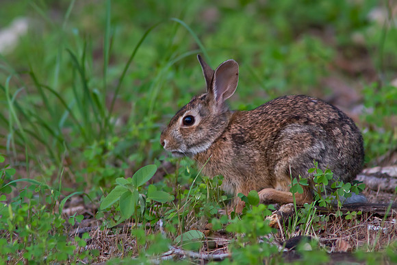 Bunny