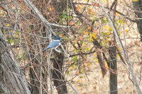 Belted_Kingfisher_01