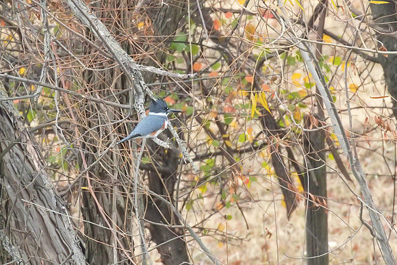 Belted_Kingfisher_01