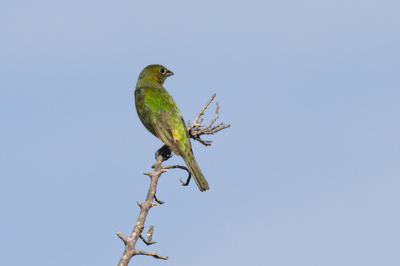 Painted_Bunting_02