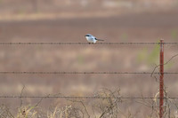 Shrike_01