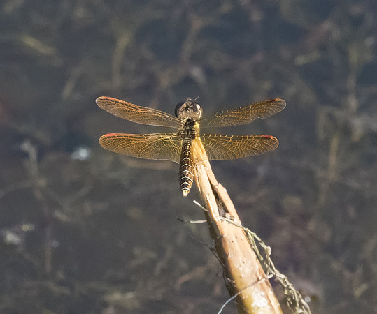 Eastern Amberwing 01