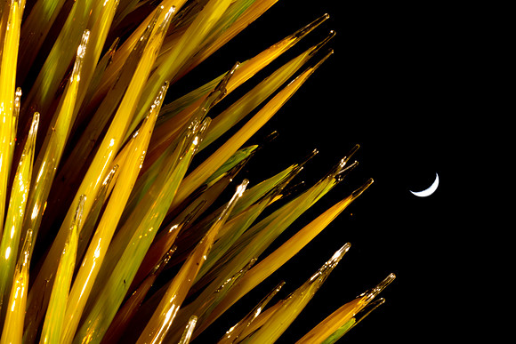 Moon Cactus