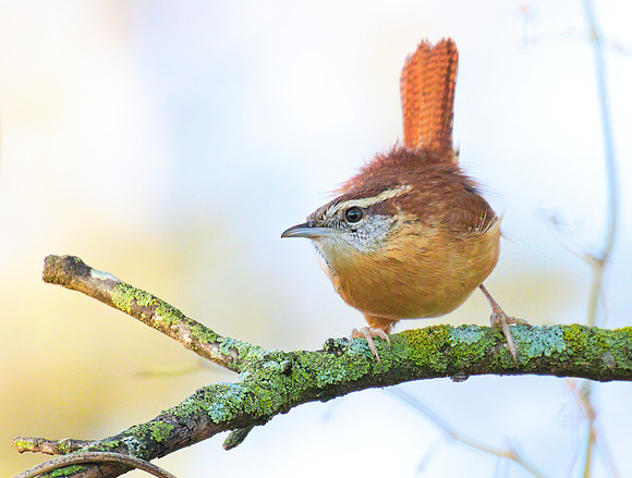 Carolina_Wren_01