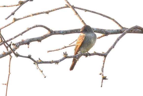 Eastern_Wood_Pewee_02