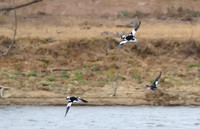 Bufflehead_01