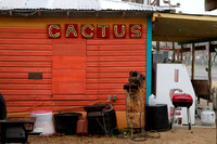 Cactus