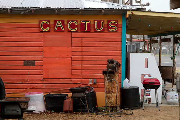 Cactus