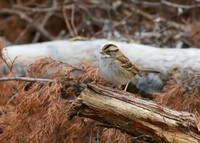 White Throated Sparrow 02