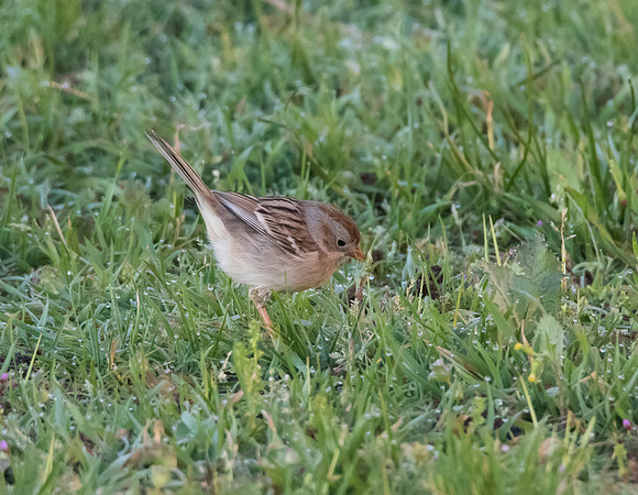 Field Sparrow 01