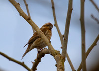 Purple Finch 02
