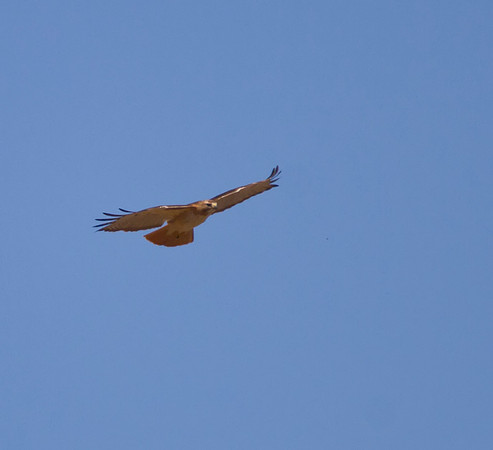 Red Tail Hawk 07