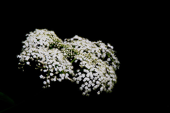 _MG_1805