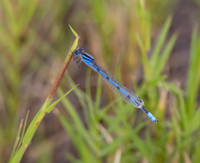Familiar Bluet 01