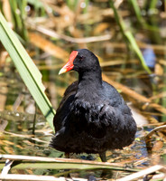Common Gallinule
