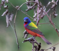 Painted Bunting