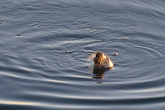 Seal 02