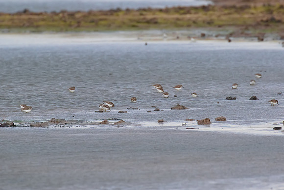 Least_Sandpiper_02