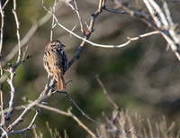 Song Sparrow