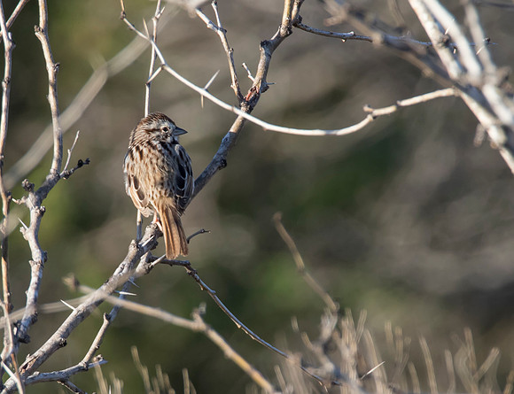 Song Sparrow