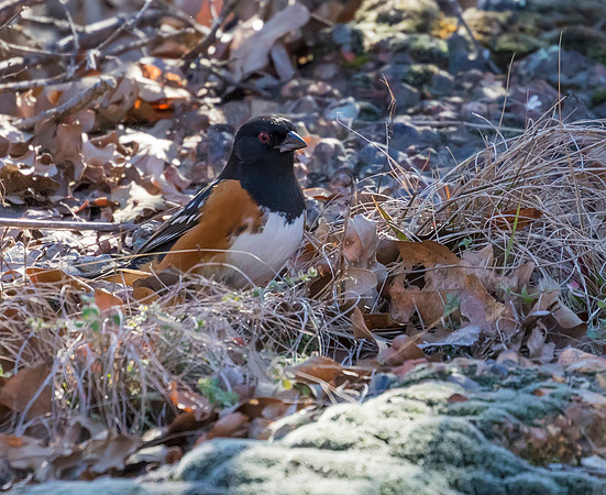 Spotted Towhee