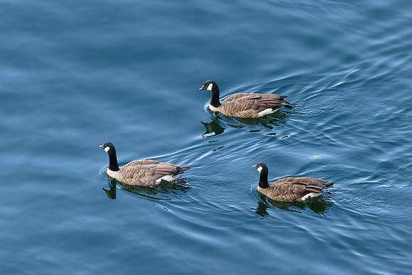 Canadian Geese 02