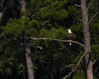 Bald Eagle 05