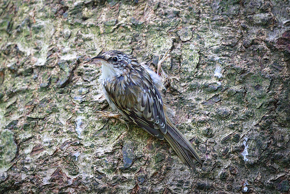 Brown Creeper 01